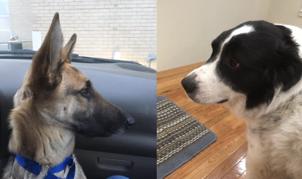 A photo of Coco, our German Shepherd and Fezzik, our Great Pyrenees.